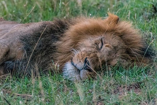African Wildlife & Nature - 5 Kenya national parks - 6 day Jeep Safari - Day 6: Back to Nairobi via Longonot and an Optional Tea-Farm Stop