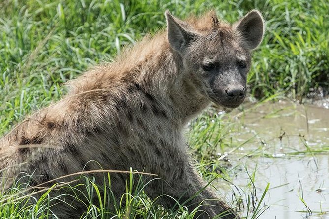African Wildlife & Nature - 5 Kenya national parks - 6 day Jeep Safari - Price and what you actually get for $3,660
