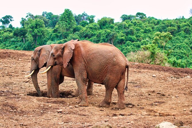 African Wildlife Safari 7 Days - Why this 7-day Kenya safari runs smoothly