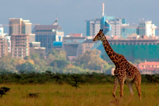 Afternoon half day mini safari to Nairobi National Park - The 2:00 pm start, and why the pop-up roof matters