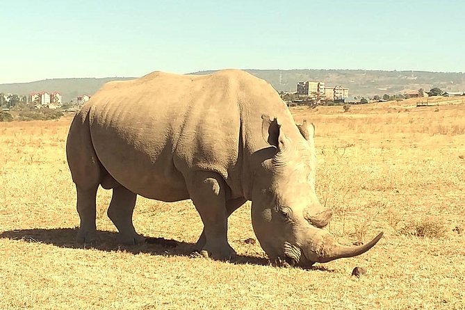 Afternoon half day mini safari to Nairobi National Park - The 6:00 pm return: squeezing safari time without draining your day