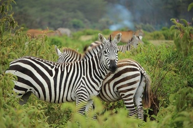 Afternoon half day mini safari to Nairobi National Park - Who this half-day Nairobi safari fits best