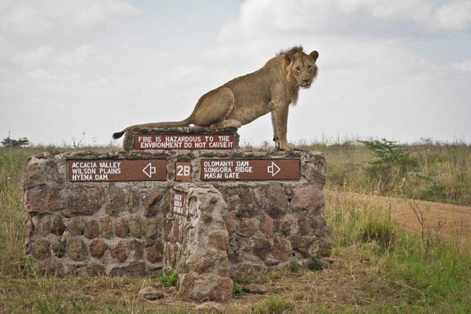 Afternoon half day mini safari to Nairobi National Park - Inside the main game drive: what you are really hunting