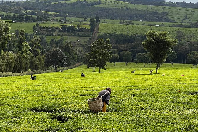 Agro-Tourism Tea Workshop in Nandi Hills - Key things to notice before you go