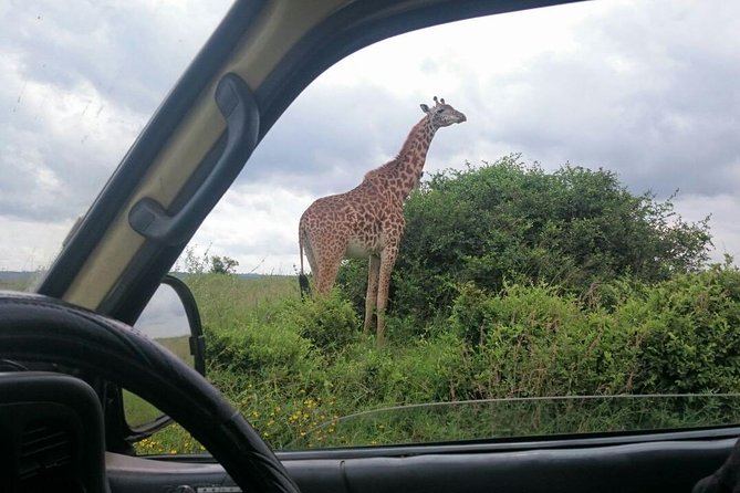 Airport Pick Up To Nairobi National Park / Drop Off - Itinerary Breakdown, Step by Step (Without the Guesswork)