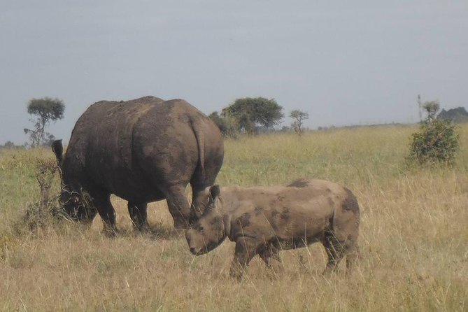 Airport Pick Up To Nairobi National Park / Drop Off - Should You Book This Nairobi National Park Airport Safari Pickup?