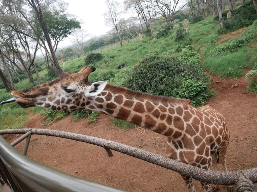 All-Inclusive: Giraffe Centre & Kazuri Beads Factory Visit - Key highlights you’ll actually care about