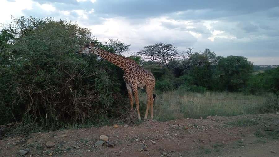 All-Inclusive: Giraffe Centre & Kazuri Beads Factory Visit - Karen Nairobi Logistics: How the Pickup Shapes Your Day