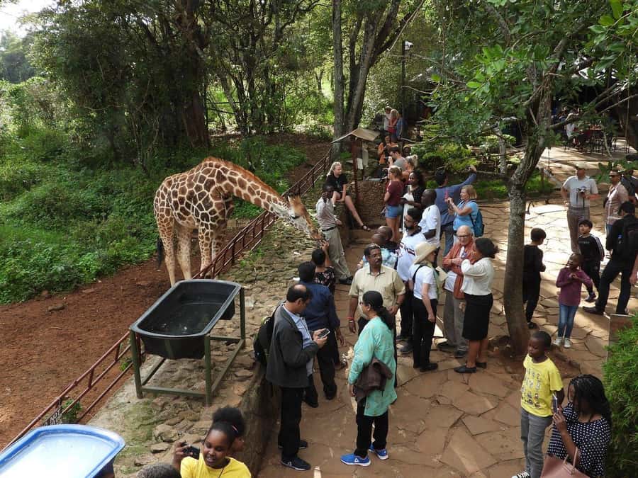 All-Inclusive: Giraffe Centre & Kazuri Beads Factory Visit - Conservation Education Time: Watching Grazing and Learning What Matters
