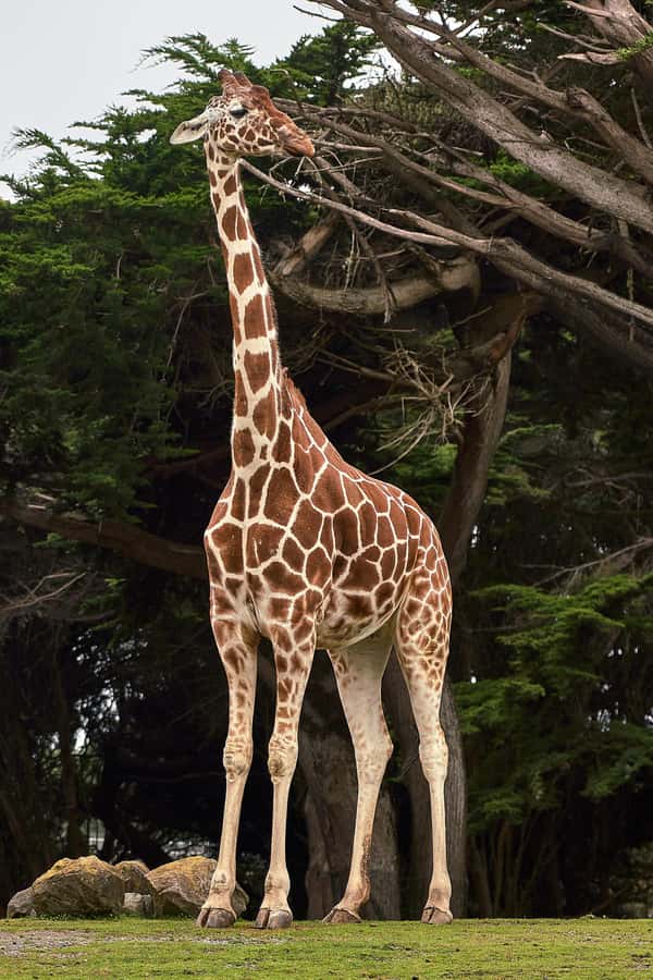 All-Inclusive: Giraffe Centre & Kazuri Beads Factory Visit - Giraffe Centre Feeding Platform: Up Close With Rothschild’s Giraffes