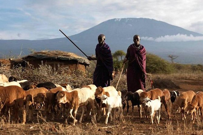 Amboseli Day Tour from Nairobi - Key highlights at a glance