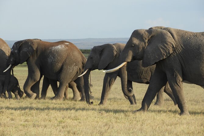 Amboseli Day Tour from Nairobi - Why Amboseli from Nairobi Works as a One-Day Trip