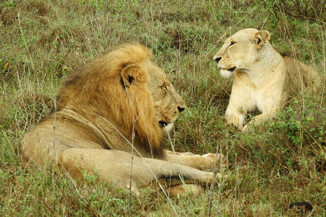 Amboseli Day Tour from Nairobi - Elephant Viewing, Elephant Etiquette, and Vehicle Positioning