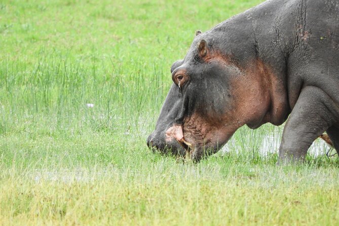 Amboseli Day Tour from Nairobi - Masai Community Visit: How to Handle the Included Versus Extra Confusion