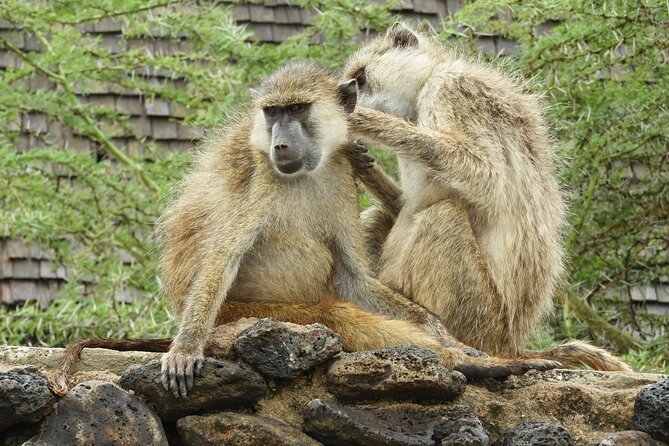 Amboseli Day Tour from Nairobi - Park Entry Fees and Lunch: The Budget Tip That Changes the Final Price