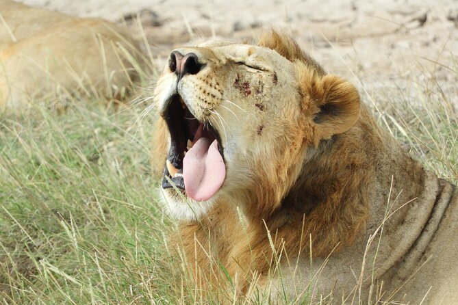 Amboseli Day Tour from Nairobi - What’s Included: Transport, Water, and the Actual Safari Time