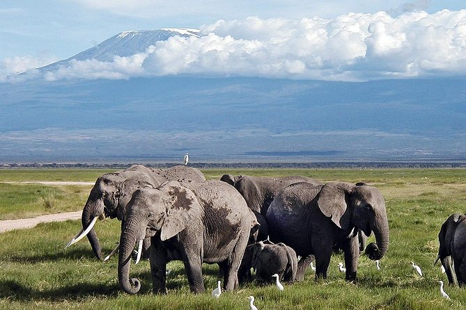 Amboseli Day Trip from Nairobi - Lunch Options: Hotel Lunch or Observation Hill Packed Meal