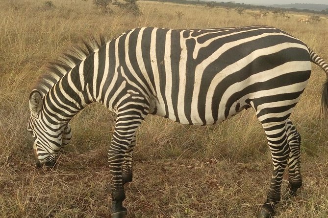Amboseli Day Trip from Nairobi - Optional Maasai Community Visit for USD 20