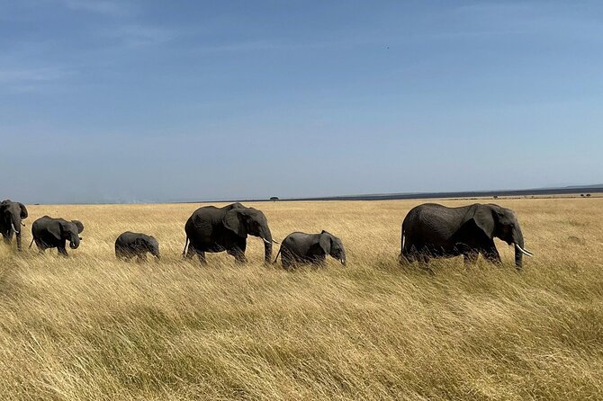 Amboseli day trip with pick up - Key things that make this Amboseli day trip work
