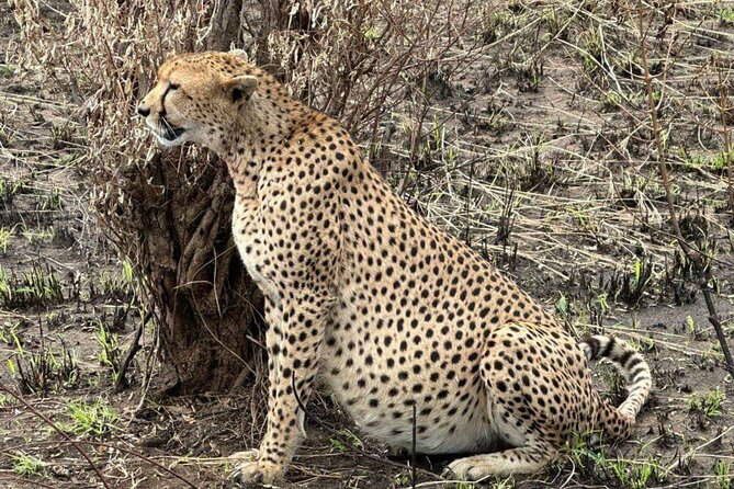 Amboseli day trip with pick up - Amboseli From Nairobi: why the 5 am start pays off