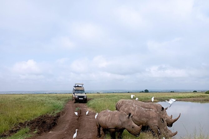 Amboseli day trip with pick up - What you can realistically spot: big cats, zebras, and the red-elephant vibe