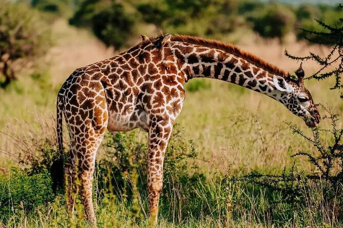 Amboseli Day Trip with Pickup - Nairobi to Amboseli in one day, what the 9 hours really feels like