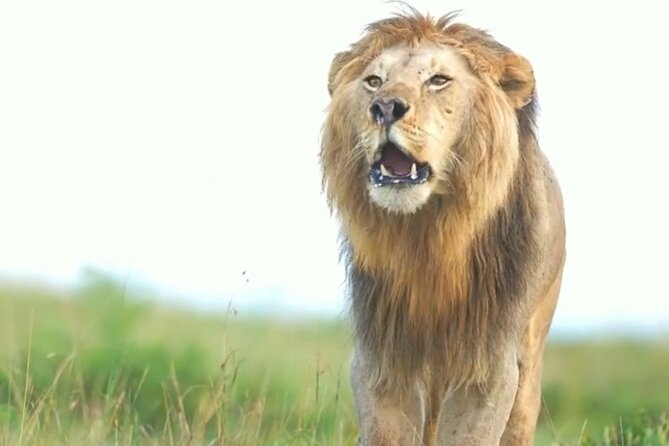 Amboseli Day Trip with Pickup - Price and value for a $300 one-day safari from Nairobi