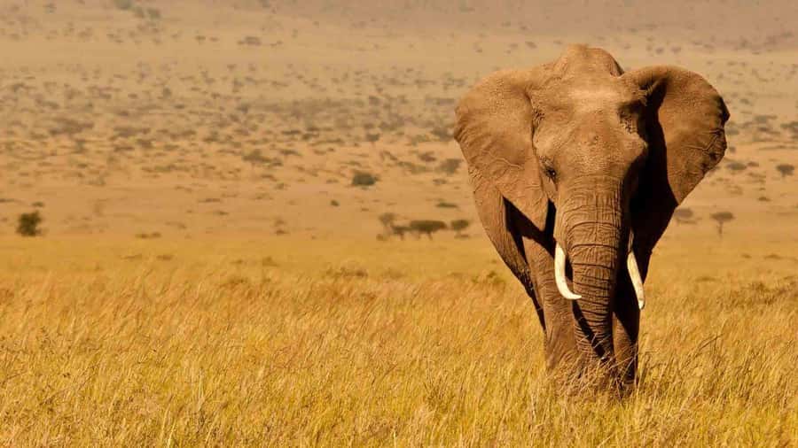Amboseli National Park 3-Day Safari from Nairobi - 6 Quick Reasons This Amboseli Safari Works