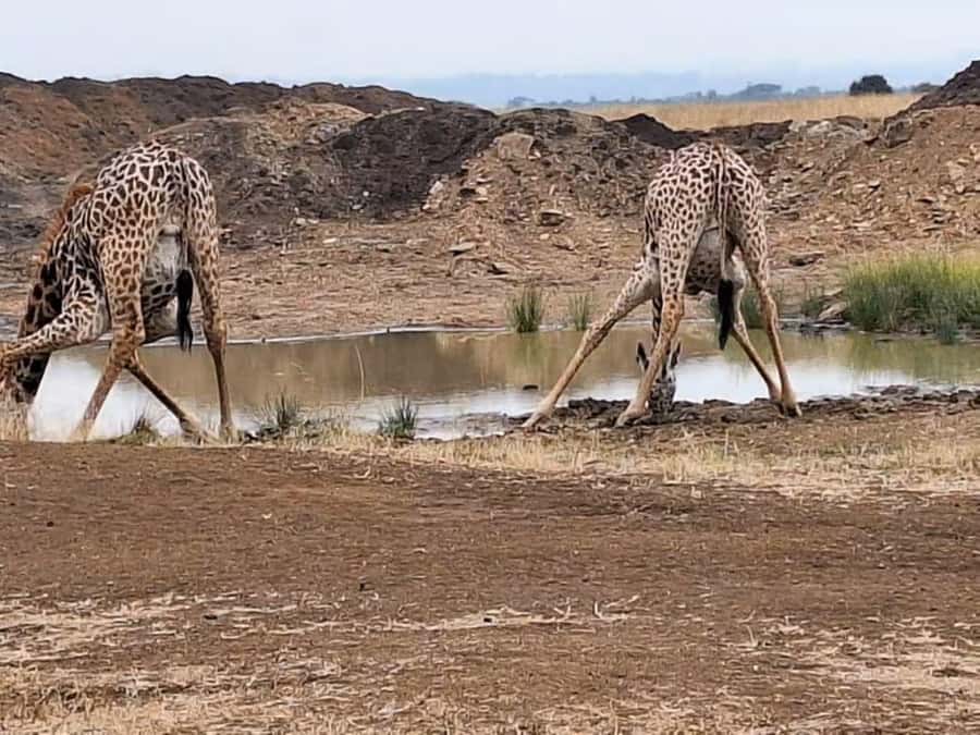 Amboseli National Park 3-Day Safari from Nairobi - Who This Safari Is Best For