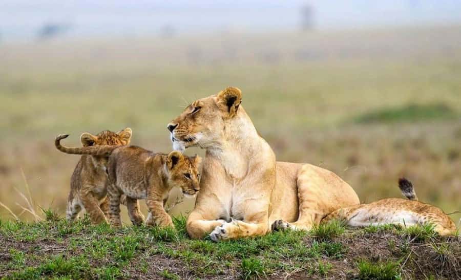 Amboseli National Park 3-Day Safari from Nairobi - The Kilimanjaro Factor You Should Plan Around