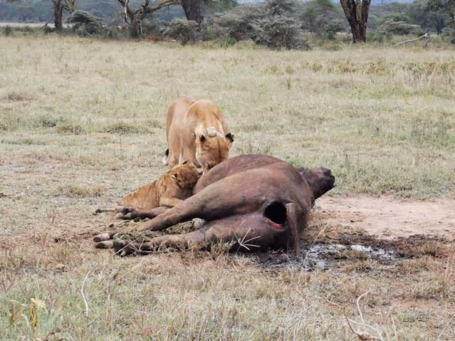 Amboseli National Park 3-Day Safari from Nairobi - Game Drives in Amboseli: Where the Wildlife Chances Really Live