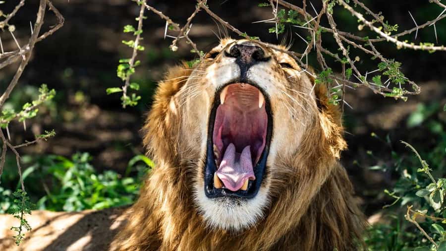 Amboseli National Park 3-Day Safari from Nairobi - Your Safari Days: How Each Block Feels in Real Life