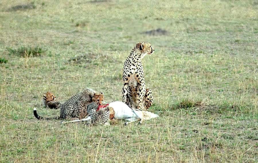 Amboseli National Park 3-Day Safari from Nairobi - What Your Lodge or Camp Time Gets You