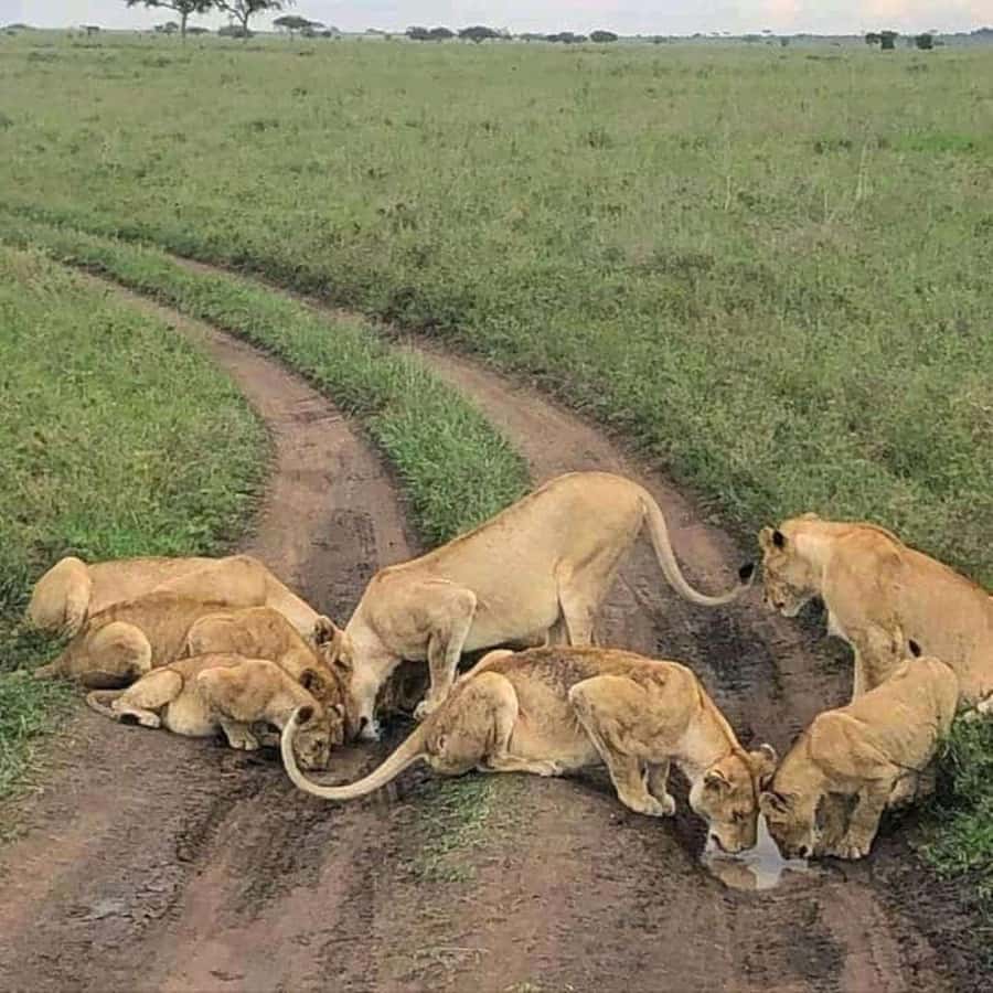 Amboseli National Park 3-Day Safari from Nairobi - Price and Logistics: Getting Value From $480
