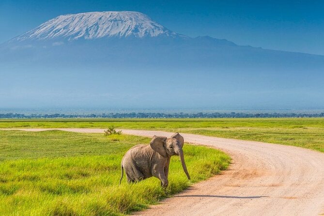 Amboseli National Park Day tour; Free Wifi Connection - Key Highlights You Should Actually Care About