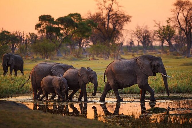 Amboseli National Park Day tour; Free Wifi Connection - Kilimanjaro in View, Plus Why Amboseli Is Called Salty Dust