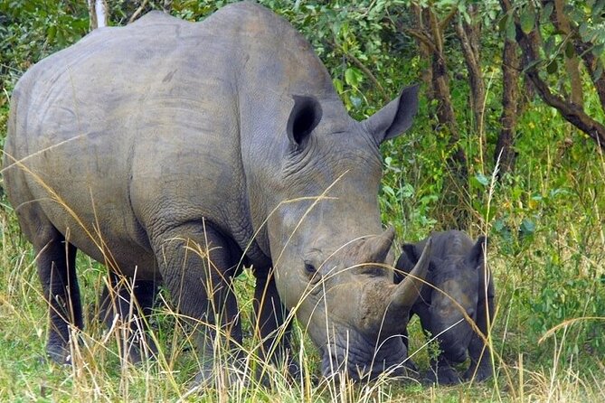 Amboseli National Park Day tour; Free Wifi Connection - Budget Reality: $199 Price Tag Plus Entrance Fee and Optional Lunch