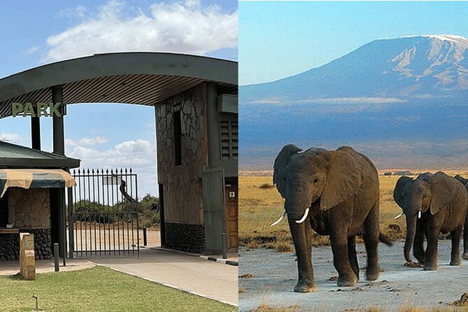 Amboseli National Park Day tour; Free Wifi Connection - How the Day Flows: Pickup, Main Drive, Optional OLTUKAI Lunch, Short Afternoon Drive