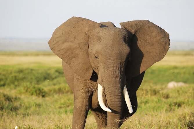 Amboseli National Park Day tour; Free Wifi Connection - Free Company Wi-Fi, Bottle Water, and Other Small Comforts