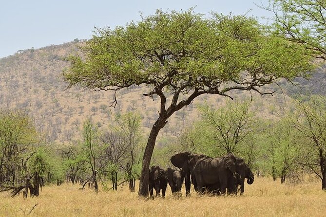 Amboseli National Park Day tour; Free Wifi Connection - Game Drive Expectations: Elephants First, Then the Rest of the Menu