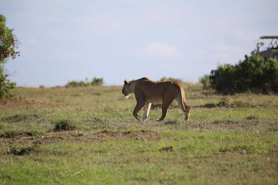 Amboseli National Park Day Trip and Maasai Village Visit - Mount Kilimanjaro views: plan for light, not miracles