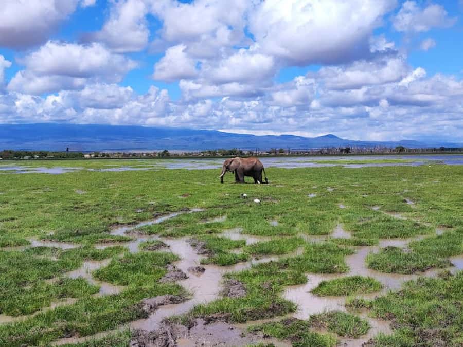 Amboseli National Park Day Trip and Maasai Village Visit - Kibo Safari Camp lunch and the pool break you’ll actually want