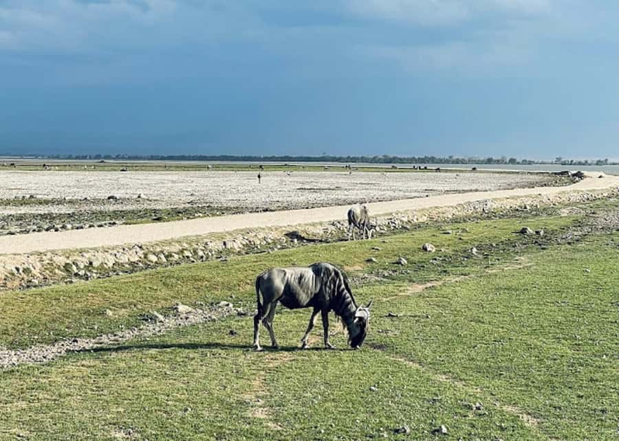 Amboseli National Park Day Trip and Maasai Village Visit - Price and what $194 covers, plus the costs that hit later