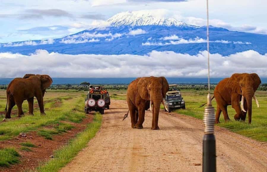 Amboseli National Park Day Trip and Maasai Village Visit - Game drives in Amboseli: where elephants, lions, and giraffes tend to show up
