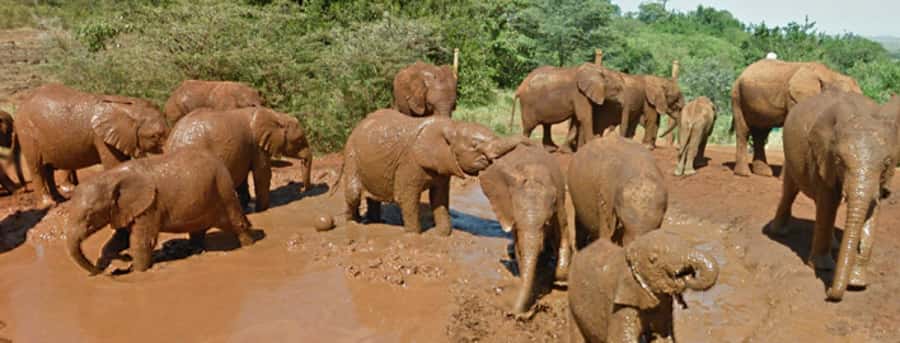 Amboseli National Park Day Trip from Nairobi - Morning game drive: elephants, herds, and the art of scanning