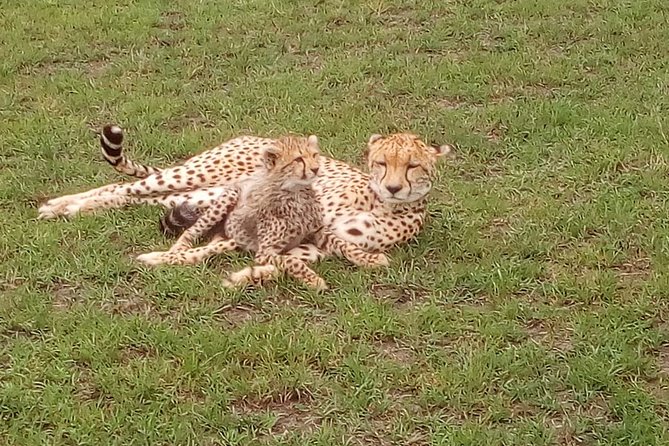 Amboseli National park Day trip:Mt kilimanjaro Views - Key Highlights I’d Prioritize on This Day Trip