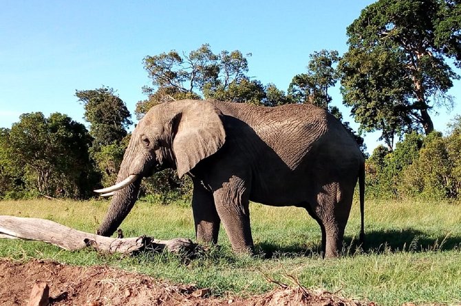 Amboseli National park Day trip:Mt kilimanjaro Views - Getting From Nairobi to Amboseli: The Maasai Land Drive