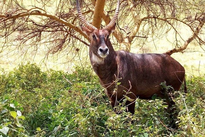 Amboseli National park Day trip:Mt kilimanjaro Views - Game Drive Expectations: What You’ll Look For on the Road