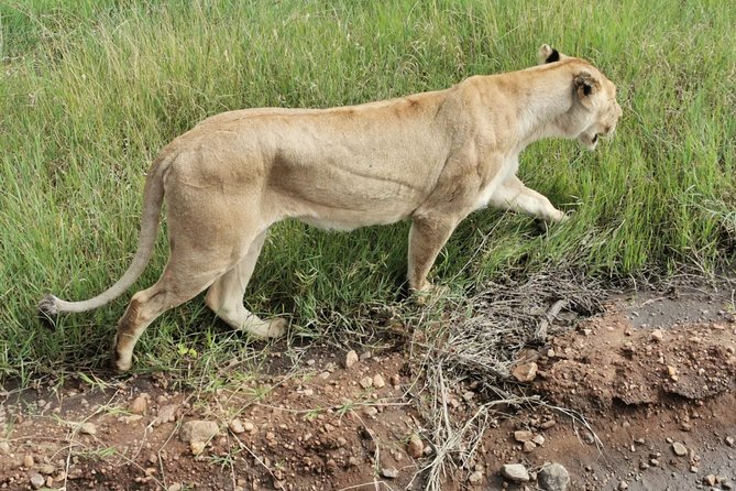 Amboseli National park Day trip:Mt kilimanjaro Views - Kilimanjaro Views Inside the Park: The Photo Moment You Should Plan For