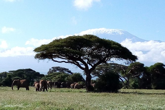 Amboseli National park Day trip:Mt kilimanjaro Views - The Schedule Reality: A Packed Day Drive Can Feel Brief